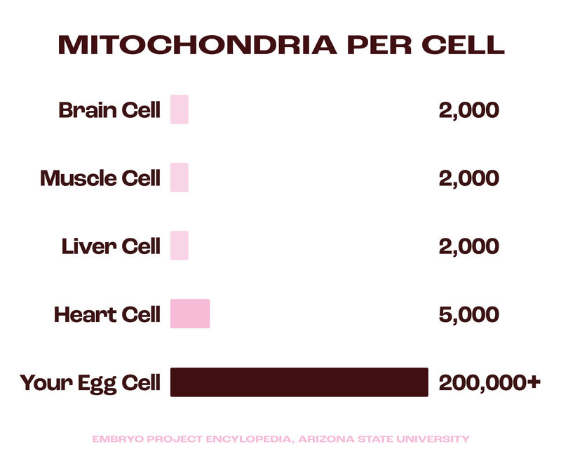 Your most energy-hungry cell is the one trying to make a baby.