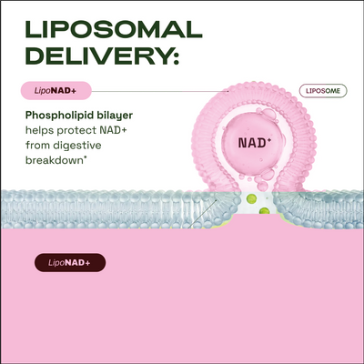 NAD+ Women's Metabolism Formula (Copy)