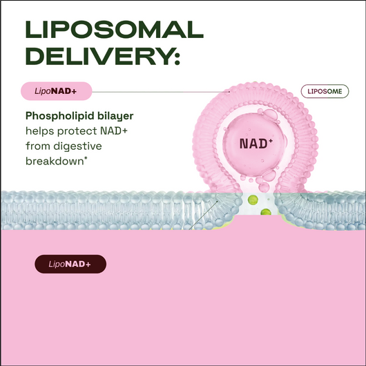 NAD+ Women's Metabolism Formula (Copy)