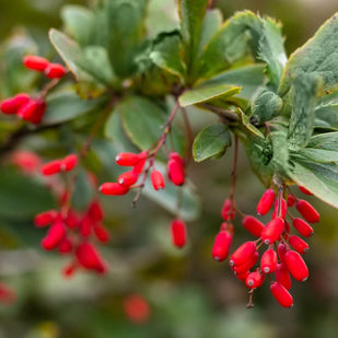 Berberine