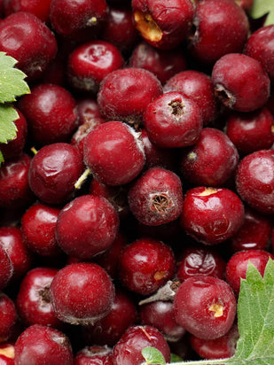 Hawthorn Berry
