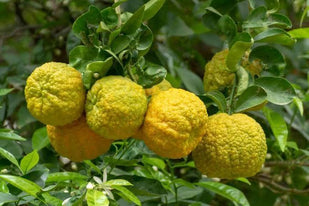 Citrus Bergamot