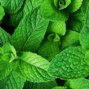 Menthol